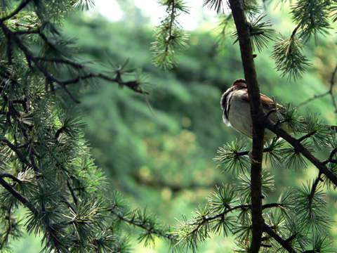 oiseau sur fond vert.jpg